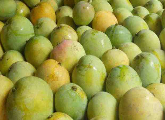 Malda/ Bambaiya Mangoes – 2KG Box
