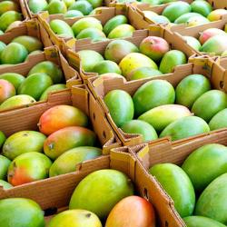 Sukul Mangoes – 25KG Box