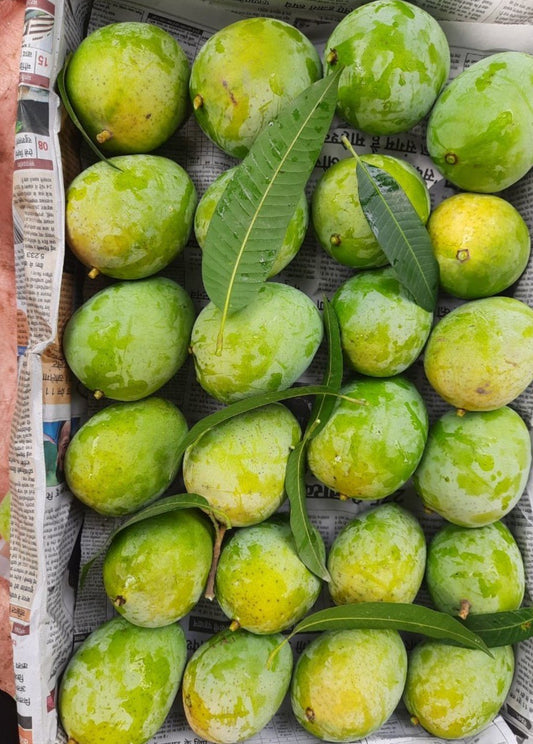 Malda/ Bambaiya Mangoes – 5KG Box